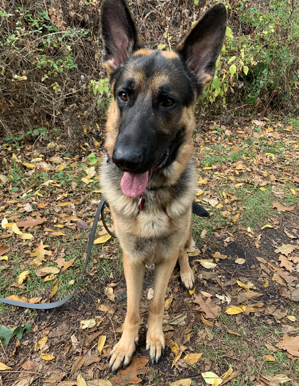 Testimonials Denali Dog Obedience School